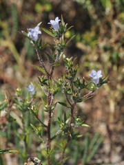 Microcodon glomeratus