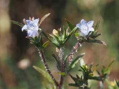 Microcodon glomeratus