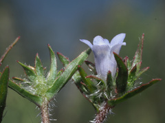 Microcodon glomeratus