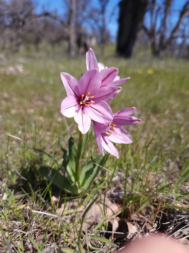 Image of Fritillaria pluriflora by (c) Asher Budnik, some rights reserved (CC BY)
