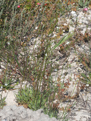 Wahlenbergia androsacea