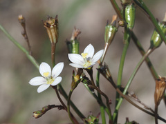 Wahlenbergia androsacea