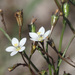 Wahlenbergia androsacea - Photo (c) Felix Riegel,  זכויות יוצרים חלקיות (CC BY-NC), uploaded by Felix Riegel