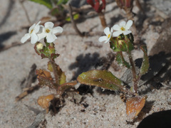 Polycarena lilacina