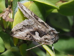 Cornutiplusia circumflexa