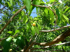 Campomanesia xanthocarpa