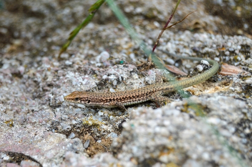 Crimean Rock Lizard, Darevskia lindholmi