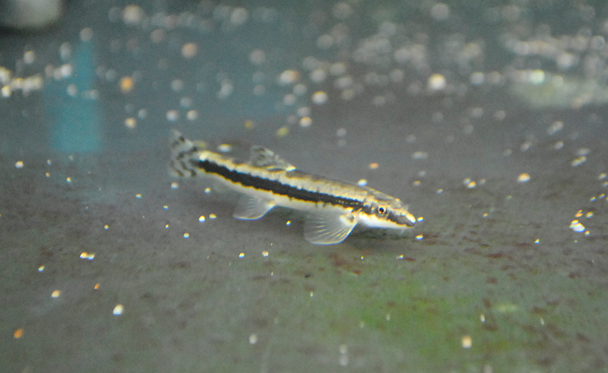 Caldwell's hillstream loach (Vanmanenia caldwelli) — Balitoridae