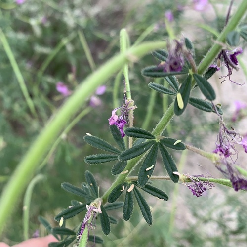 Hairy Spindlepod