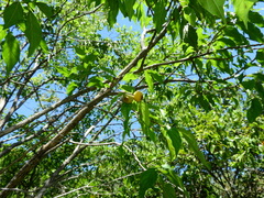 Campomanesia xanthocarpa