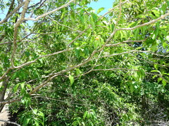 Campomanesia xanthocarpa