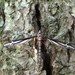 Tipula caloptera - Photo (c) Leanne Wallis, algunos derechos reservados (CC BY-NC), subido por Leanne Wallis
