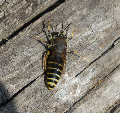 Bembix tarsata