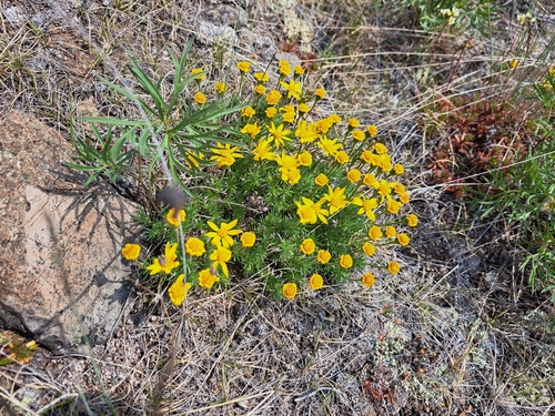 Image of Nestotus macleanii by (c) Syd Cannings, some rights reserved (CC BY)