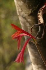 Cyrtanthus angustifolius
