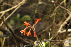Cyrtanthus angustifolius