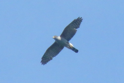 Harpagus diodon