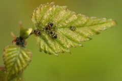 Callipterinella tuberculata