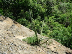Cereeae