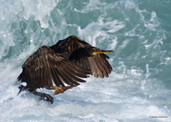 European Shag photo 5
