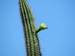 Cereeae