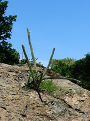 Cereeae