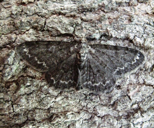 Small Engrailed, photo 3 of 10