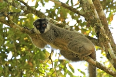 Brown Lemur photo 5