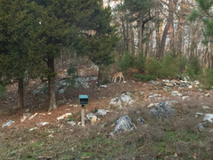 Odocoileus virginianus virginianus