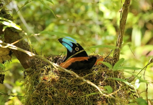 Helmet Vanga