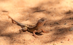 Chalarodon madagascariensis