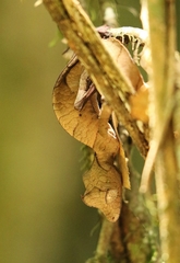 Uroplatus phantasticus
