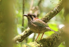 Geobiastes squamiger