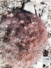 Maihueniopsis