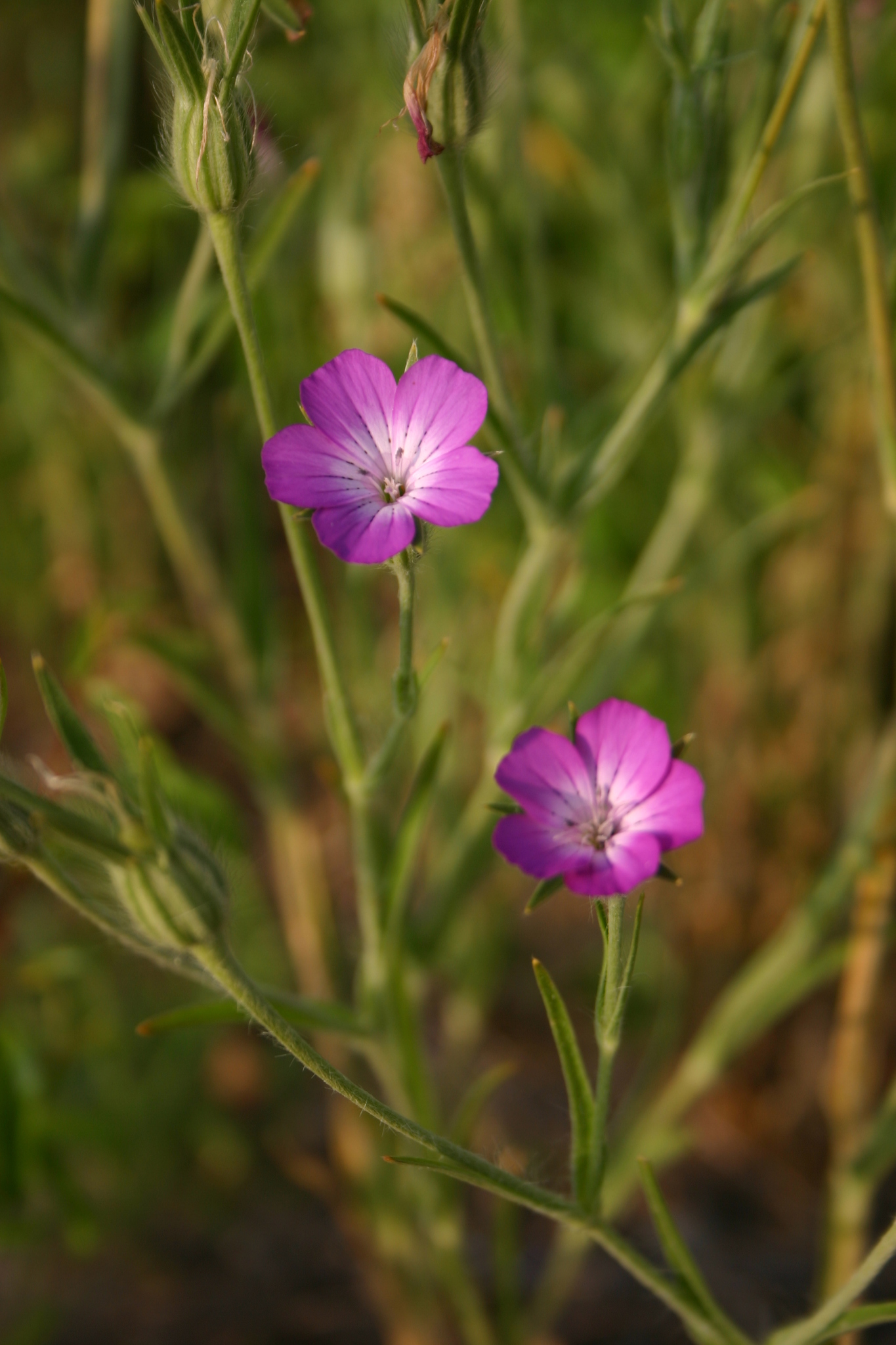 Agrostemma githago