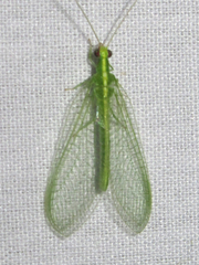 Chrysoperla pudica-group