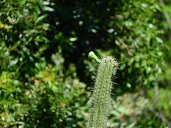 Cereeae