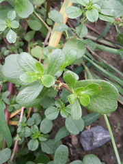 Portulaca oleracea