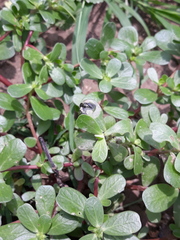 Portulaca oleracea