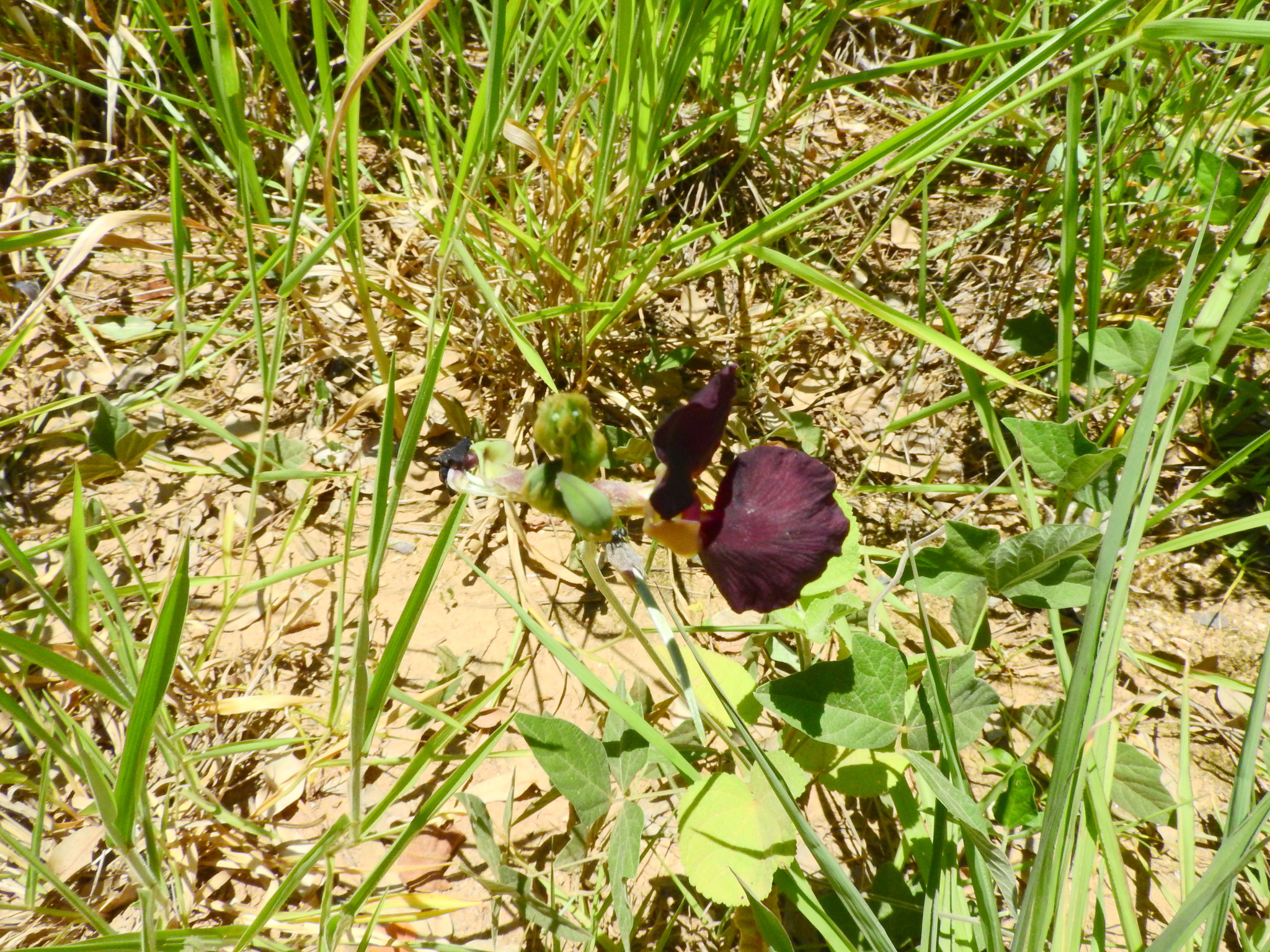 Macroptilium atropurpureum