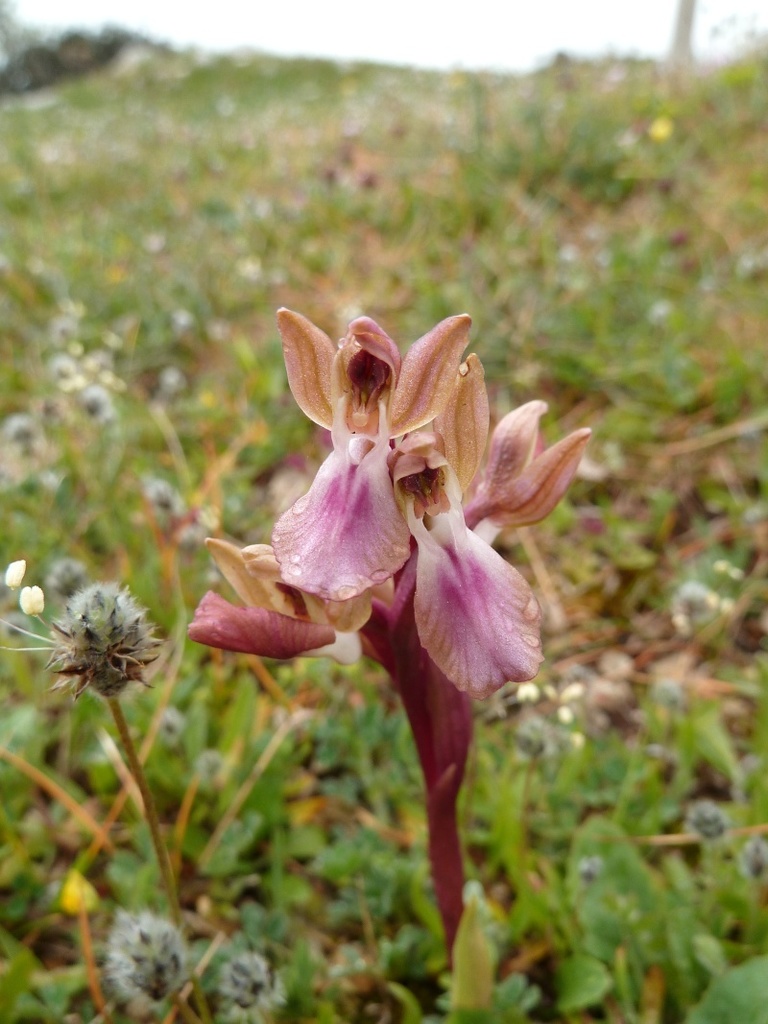 Anacamptis collina