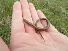 Chalcides chalcides