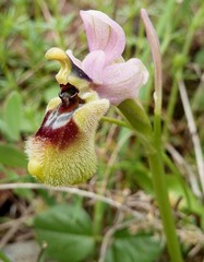 Ophrys tenthredinifera