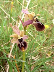 Ophrys
