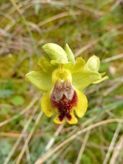 Ophrys sicula