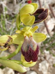 Ophrys fusca