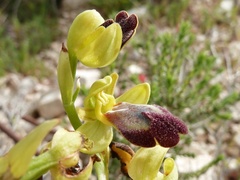 Ophrys fusca