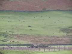 Cervus elaphus elaphus