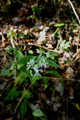 Silene ovata