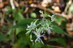 Silene ovata
